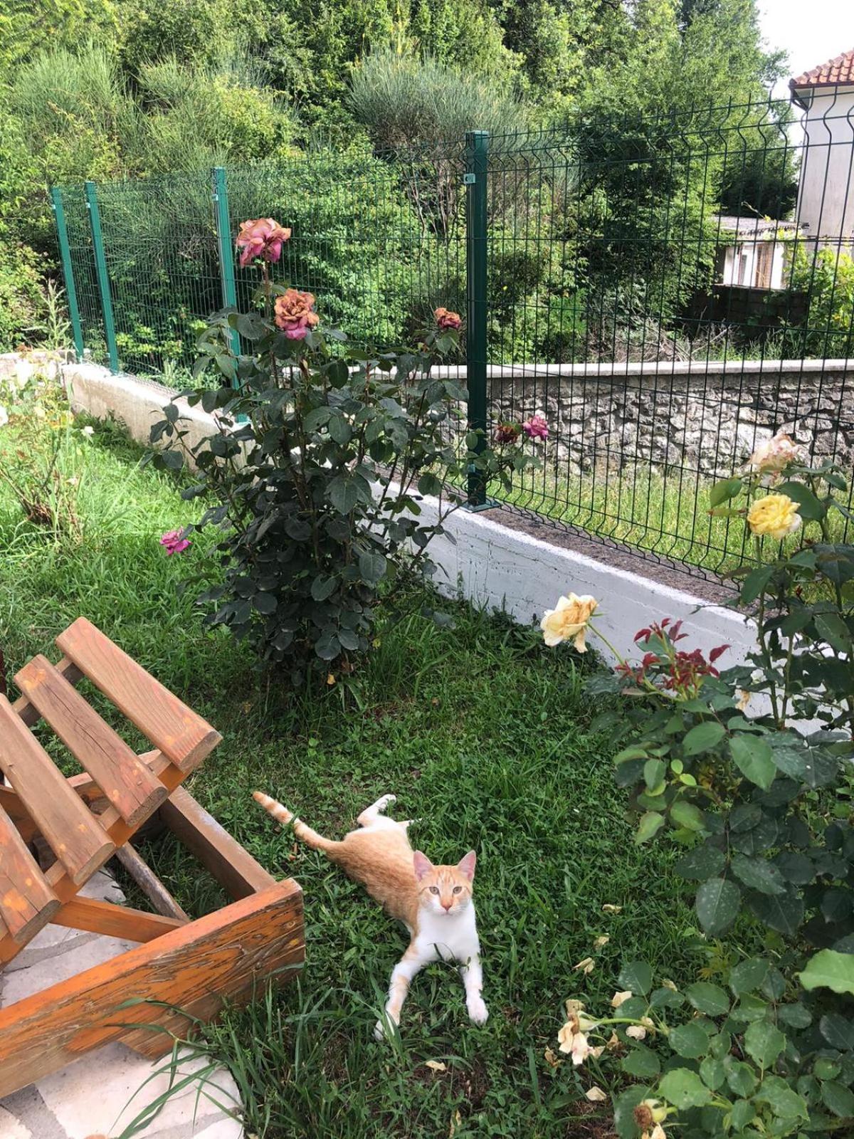 Vila Oaza Markovici Budva Kültér fotó